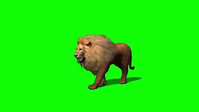 动态狮子走路抠像绿幕视频素材视频的预览图